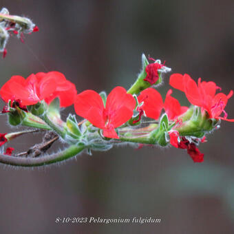 Pelargonium fulgidum