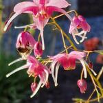 Epimedium 'Pretty In Pink' - 