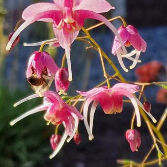 Epimedium 'Pretty In Pink'