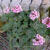 Pelargonium 'Dresden Pink'