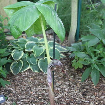 Arisaema fargesii