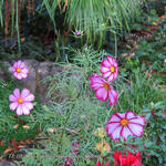 Cosmos bipinnatus 'Picotée' - 