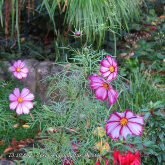 Cosmos bipinnatus 'Picotée'