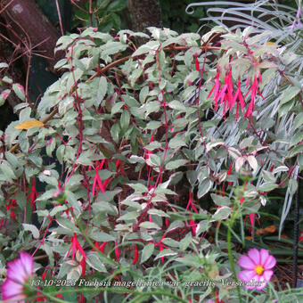 Fuchsia magellanica var. gracilis 'Versicolor'