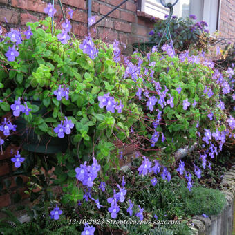 Streptocarpus saxorum