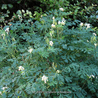 Corydalis ochroleuca