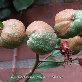 Chaenomeles x superba 'Fire Dance'