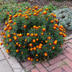 Tagetes tenuifolia 'Red Gem' - 