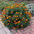 Tagetes tenuifolia 'Red Gem'