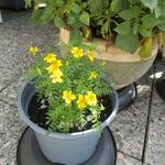 Tagetes tenuifolia 'Lemon Gem' - 