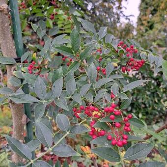 Zanthoxylum simulans