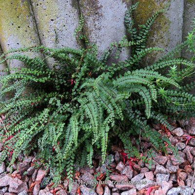 CAPILLAIRE DES MURAILLES, DORADILLE CHEVELUE, DORADILLE CAPILLAIRE - Asplenium trichomanes