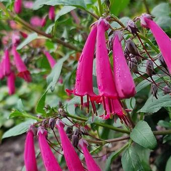 Phygelius aequalis 'Cherry Ripe'