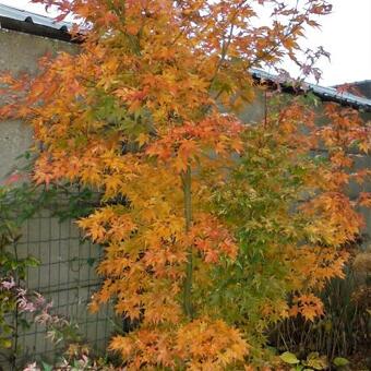 Acer palmatum 'Oridono nishiki'