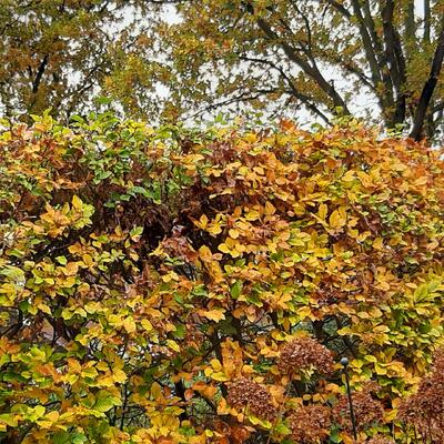 Fagus sylvatica - Fagus sylvatica