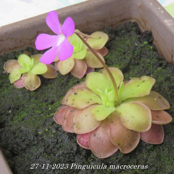 Pinguicula macroceras