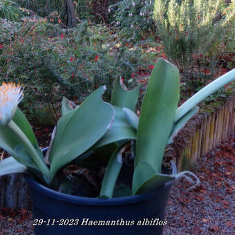 Haemanthus albiflos