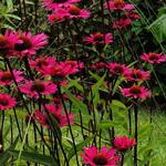 Echinacea purpurea 'JS Stiletto' - Echinacea purpurea 'JS Stiletto'