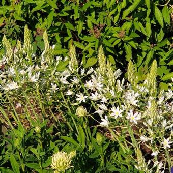 Ornithogalum ponticum 'Sochi'