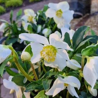 Helleborus niger HGC 'Joel'