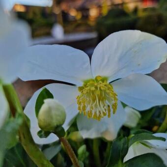 Helleborus niger HGC 'Joel'