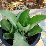 Kalanchoe laetivirens - 