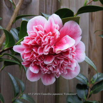 Camellia japonica 'Volunteer'