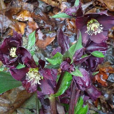 Helleborus 'Star of Love' - 