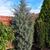 Cupressus arizonica 'Glauca'