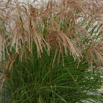 Miscanthus sinensis 'Red Cloud'