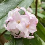 Daphne bholua 'Jacqueline Postill' - 