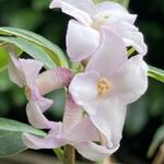 Daphne bholua 'Jacqueline Postill' - 