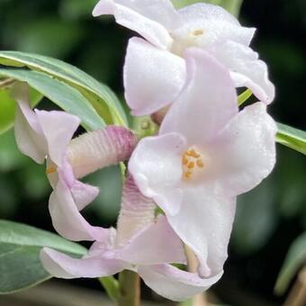 Daphne bholua 'Jacqueline Postill'