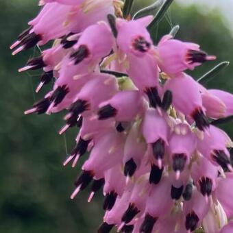 Erica x darleyensis ‘Spring Surprise’