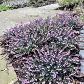 Erica x darleyensis ‘Spring Surprise’