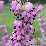 Erica x darleyensis ‘Spring Surprise’ - 