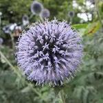 Echinops sphaerocephalus  - Drüsenblättrige Kugeldistel