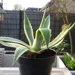 Agave americana 'Variegata' - 