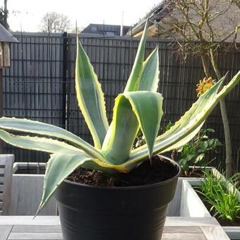 Agave americana 'Variegata'