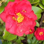 Camellia japonica 'Doctor Burnside' - 