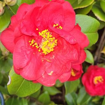 Camellia japonica 'Doctor Burnside'