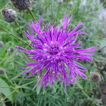 Centaurea scabiosa