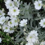 Cerastium tomentosum 'Silberteppich' - Cerastium tomentosum 'Silberteppich'