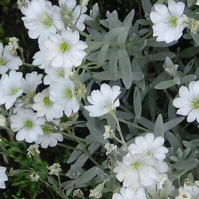 Cerastium tomentosum 'Silberteppich'