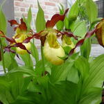 Cypripedium calceolus - Gelber Frauenschuh