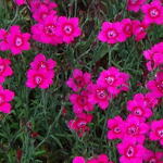 Dianthus deltoides - Dianthus deltoides