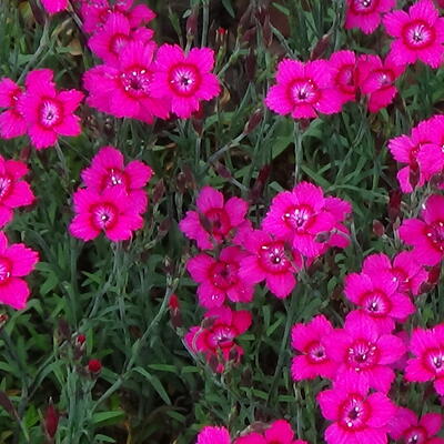 Dianthus deltoides - Dianthus deltoides