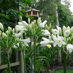 Agapanthus 'L'AMOUR D'ETE' Blanc - 