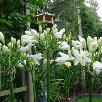 Agapanthus 'L'AMOUR D'ETE' Blanc