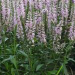 Veronica spicata 'Inspire Pink' - 